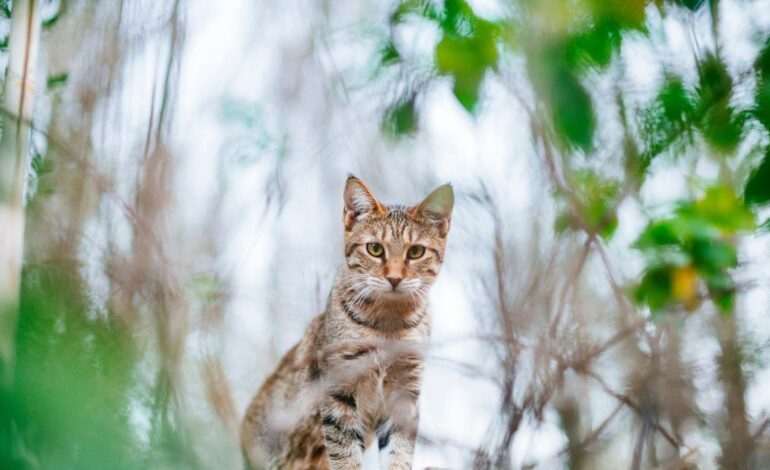 Você sabia: Gatos são os “Mestres do rolê aleatório”