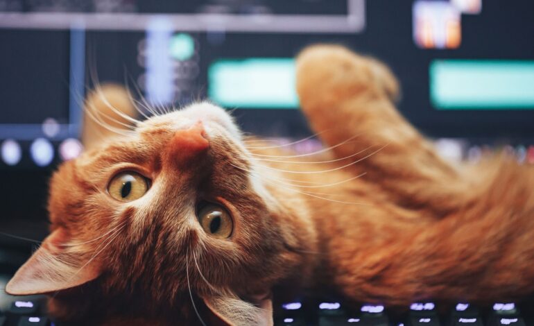  Por que o gato ronrona? Conheça os principais motivos