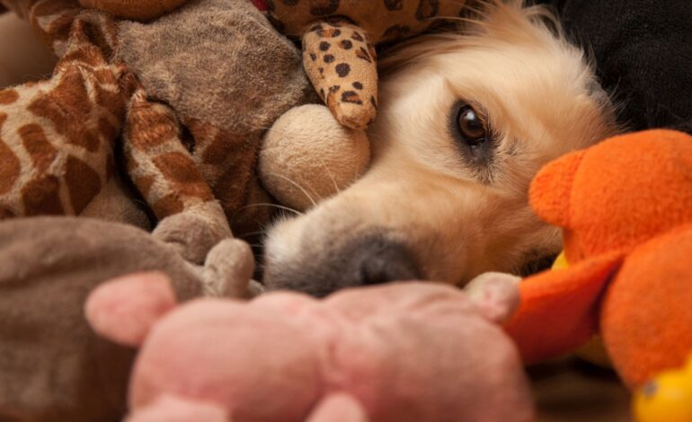  Pet do pet: importância do seu pet possuir um brinquedo de estimação