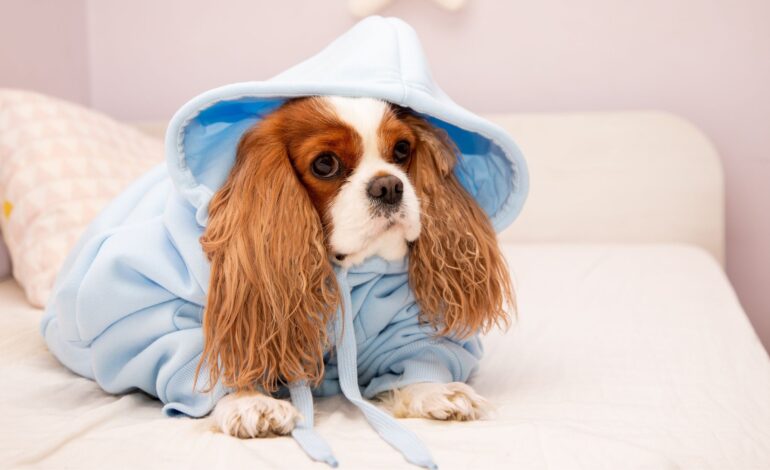  Roupas para pets: saiba se é necessário usá-las!