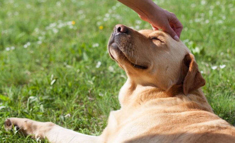  Comportamento canino: veja quais são as dicas