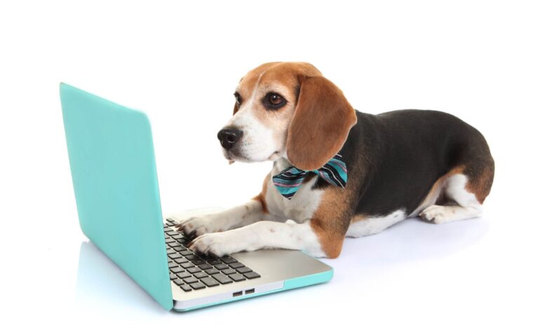  Nomes populares de pets