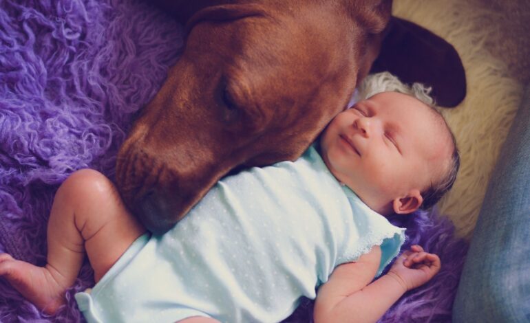  Bebês que convivem com cães são mais saudáveis