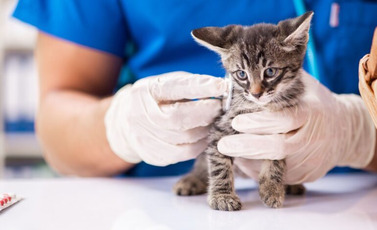 Veterinário gratuito: cuide da saúde do seu pet gastando pouco!