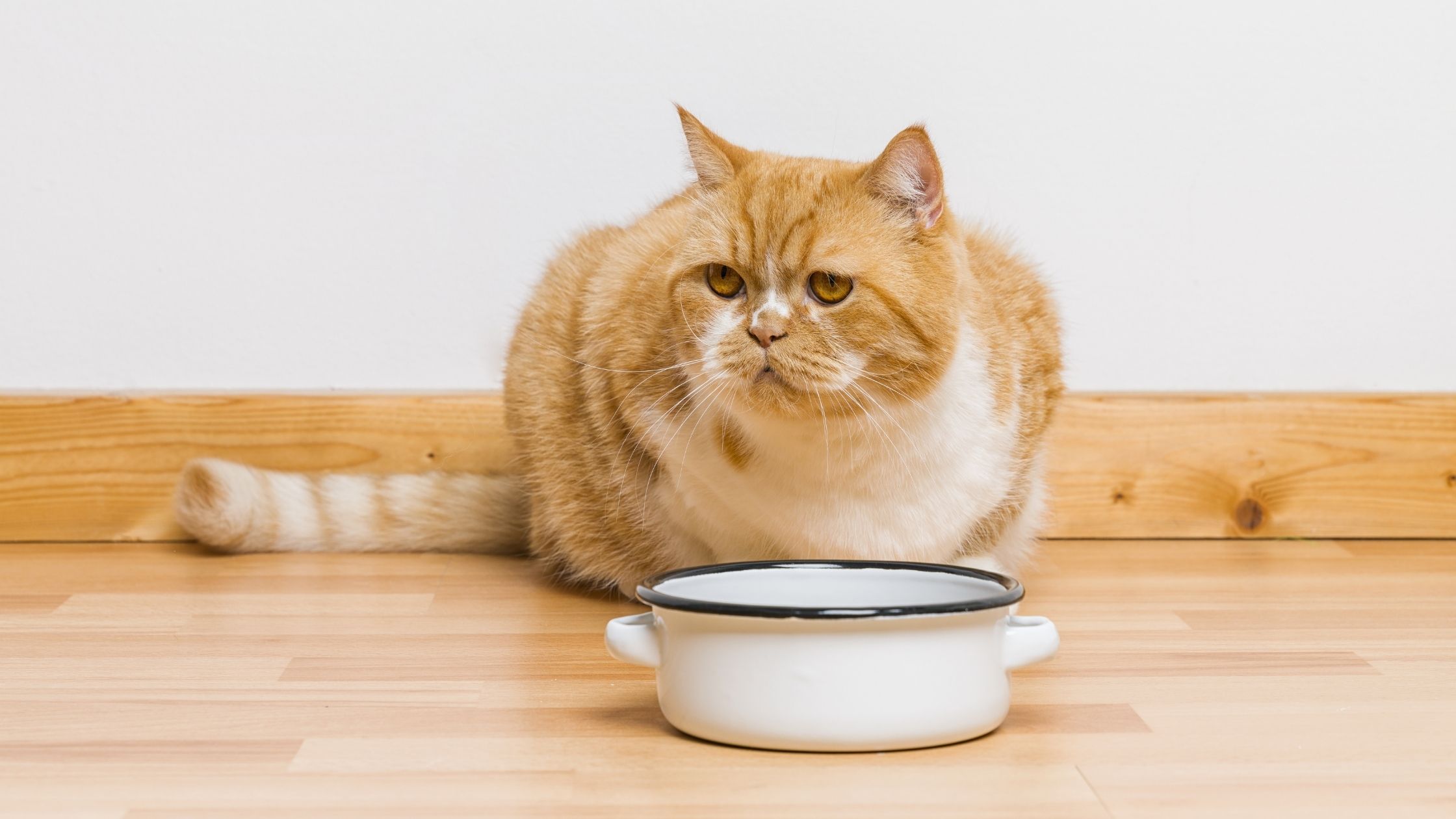  Alimentação natural para gatos: quais alimentos o seu felino pode comer?