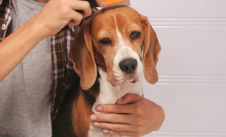  Pulgas e carrapatos: saiba como manter o seu pet livre deles!